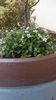 Cotoneaster dammeri