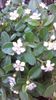 Cotoneaster dammeri