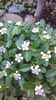 Cotoneaster dammeri