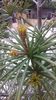 Sciadopitys verticillata, muguri
