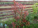 Photinia