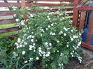 Spiraea