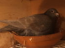 DSC04219