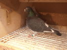 DSC04221