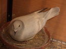DSC04227