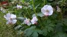 Geranium Saint Ole