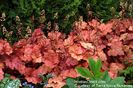 heuchera_georgia_peach_