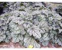-heuchera venus_
