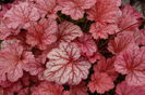 Heuchera_Berry Smothie