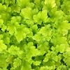 Heuchera  lime marmalade