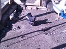 IMG-20160512-WA0038