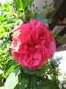 Rosarium Uetersen 21