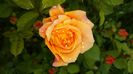 IMG_20160514_080510