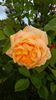 IMG_20160514_080456