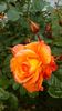 IMG_20160514_075505