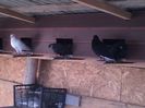 IMG-20160512-WA0043