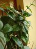 in asteptare (5)