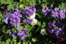 14 mai,geranium magnificum