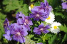 geranium magnificum