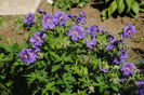geranium magnificum