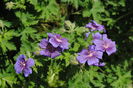 geranium magnificum