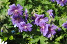 geranium magnificum