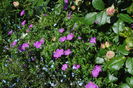 geranium sanguineum Rosa