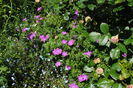 geranium sanguineum Rosa