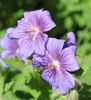 geranium magnificum