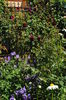geranium magnificum+Munstead Wood