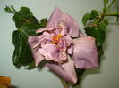DSC05360