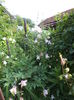 DSC05337