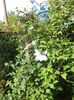 DSC05339