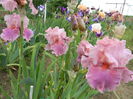 Okapy poppy