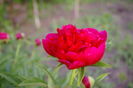 IMGP5149