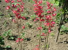 Flori de heuchera