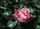 SAM_8475