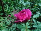 SAM_8485