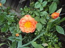 DSC00442