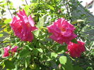 Zephirine Drouhin