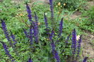 Salvia May Night