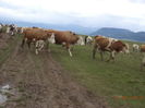 in fata vacilor-6