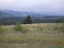 Oile lui Pascu-2