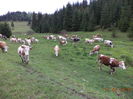 beau apa vacile