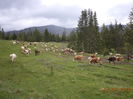 coboram in Tinoasa-1