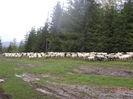 Oile lui Sandu Voda-2