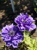 Anemone