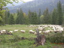coboratul de pe Runc la muls la amiaza