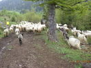frunzis bun la capre-1