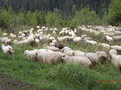 coboram la muls-6